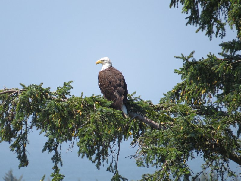 (30) Bald Eagle - Cape Disappointment.JPG
